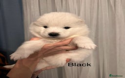Samoyed dogs for sale: Samoyed Puppies — Ready to Reserve Now! - Image 28