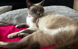 Siamese cats for sale: Siamese and Turkish Angora kittens - Advert 1