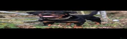 Rottweiler dogs for sale: Beautiful Rottwiler to be rehomed!  - Advert 1