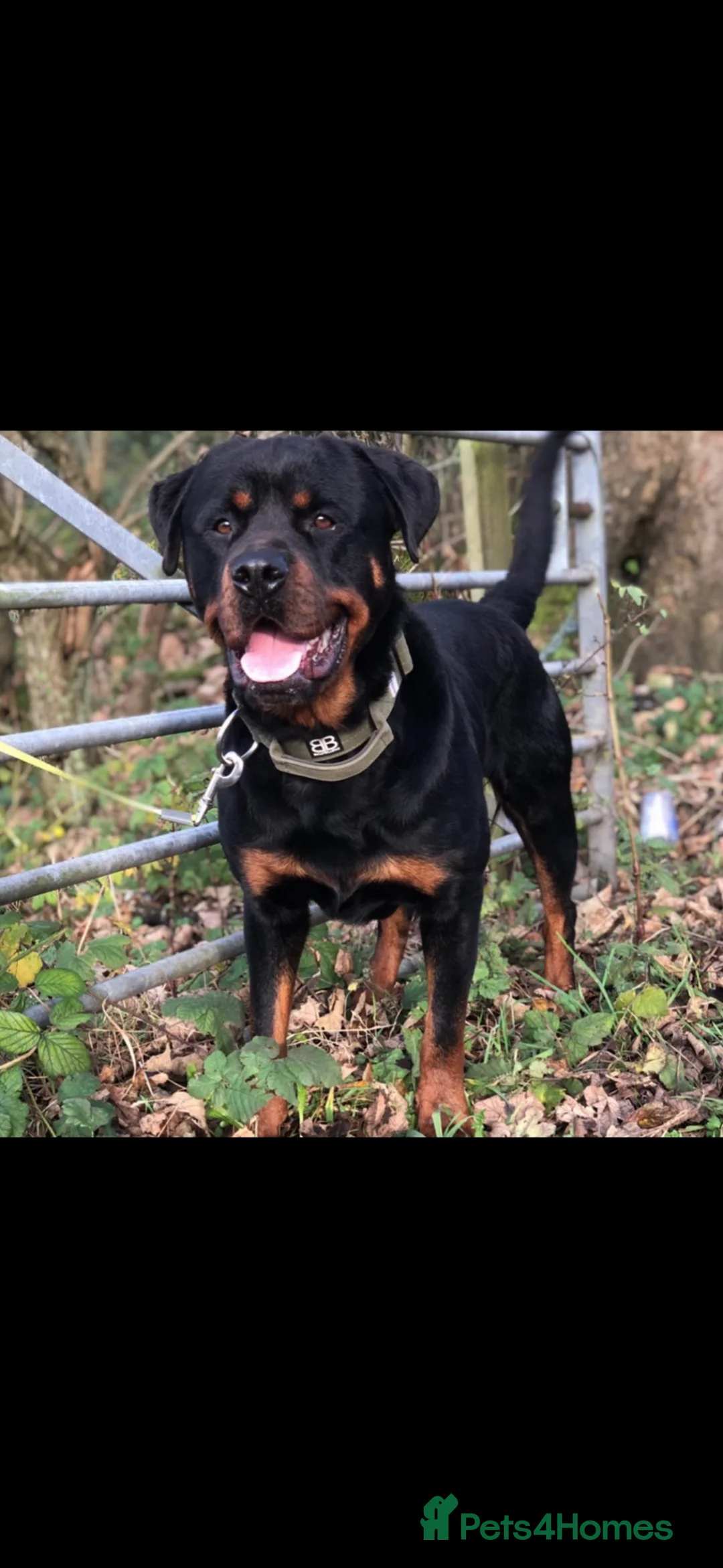 Rottweiler dogs for sale: Beautiful Rottwiler to be rehomed!  - Advert 1