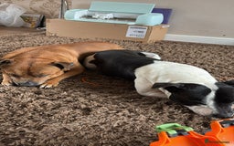 Staffordshire Bull Terrier dogs for sale: Staffie Pups - Image 12
