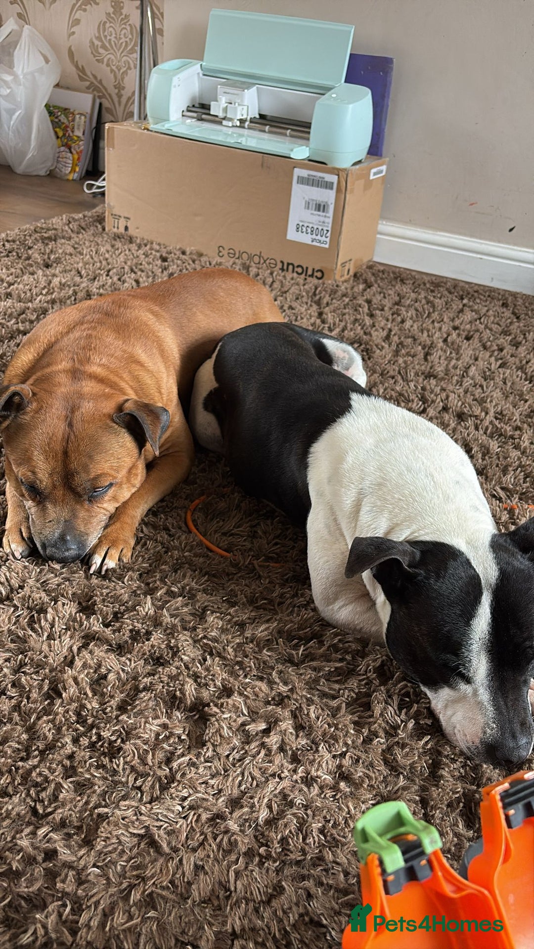 Staffordshire Bull Terrier dogs for sale: Staffie Pups - Image 12