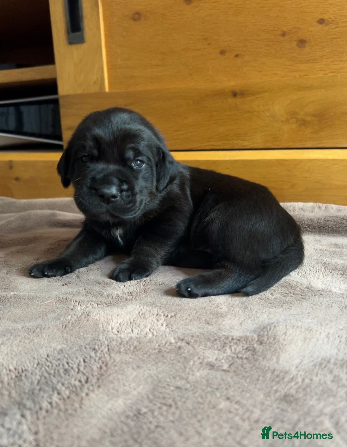 Mixed Breed dogs 12 gorgeous pups - Advert 13