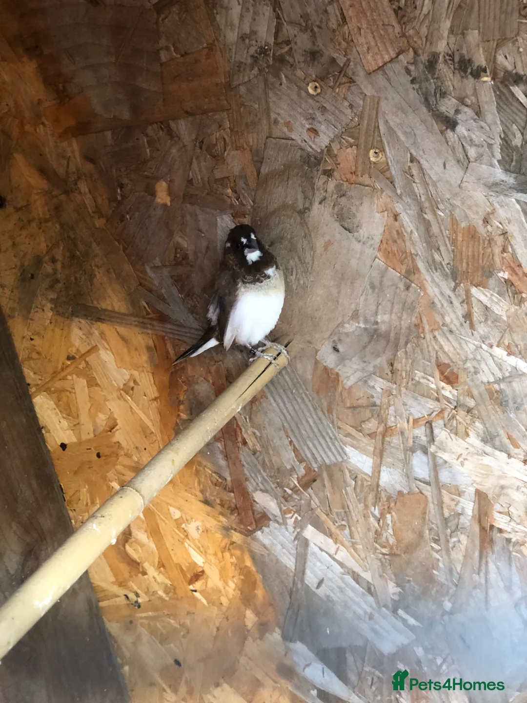 Finches birds for sale: Two pairs bengalese  in Wokingham - Advert 1