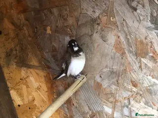 Finches birds Two pairs bengalese - Advert 4