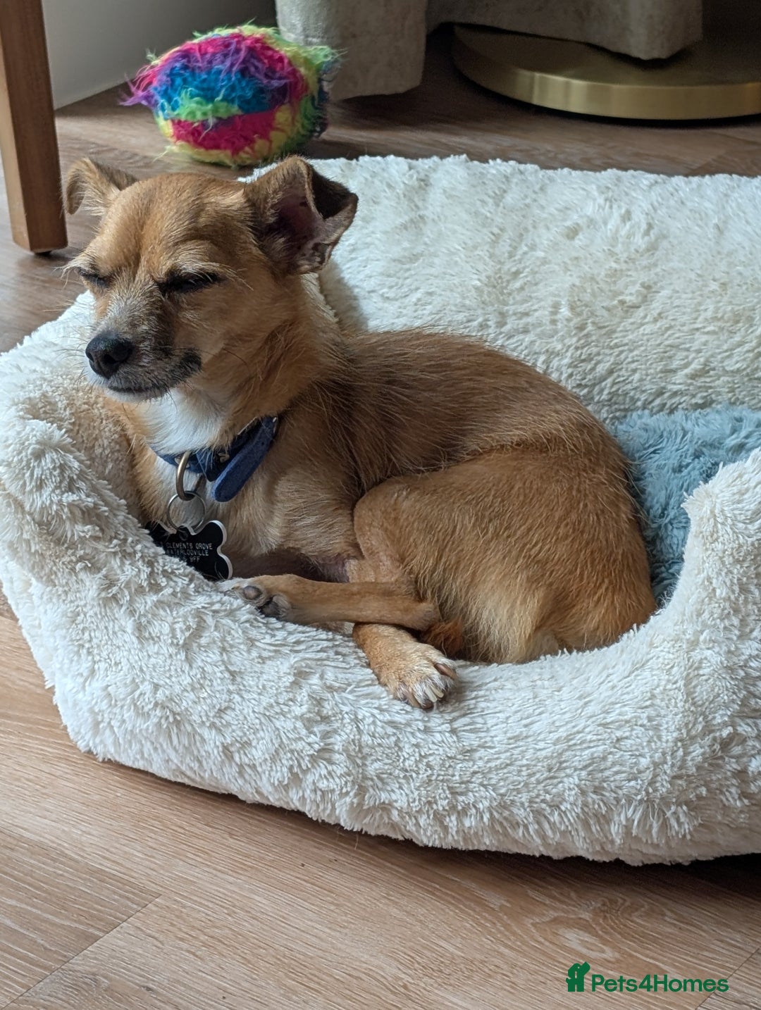 Mixed Breed dogs for sale: 4 Year Old Jack/Chi Looking For Forever Home - Image 4