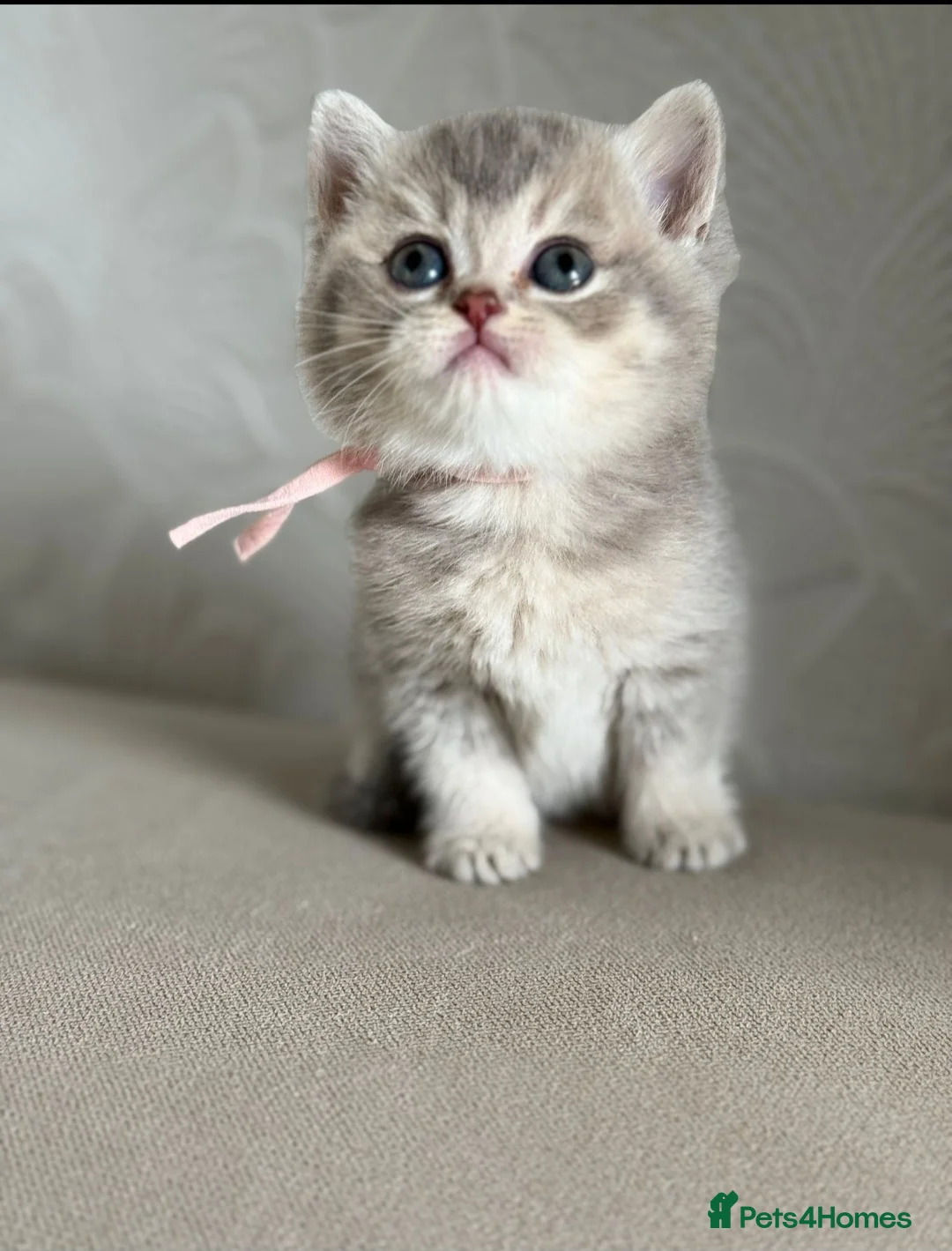 British Shorthair cats for stud: 🏆GCCF & TICA Registered BSH Black Golden Tipped  - Advert 2