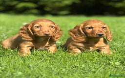 Dachshund dogs for sale: Beautiful miniature long hair dachshund - Image 12