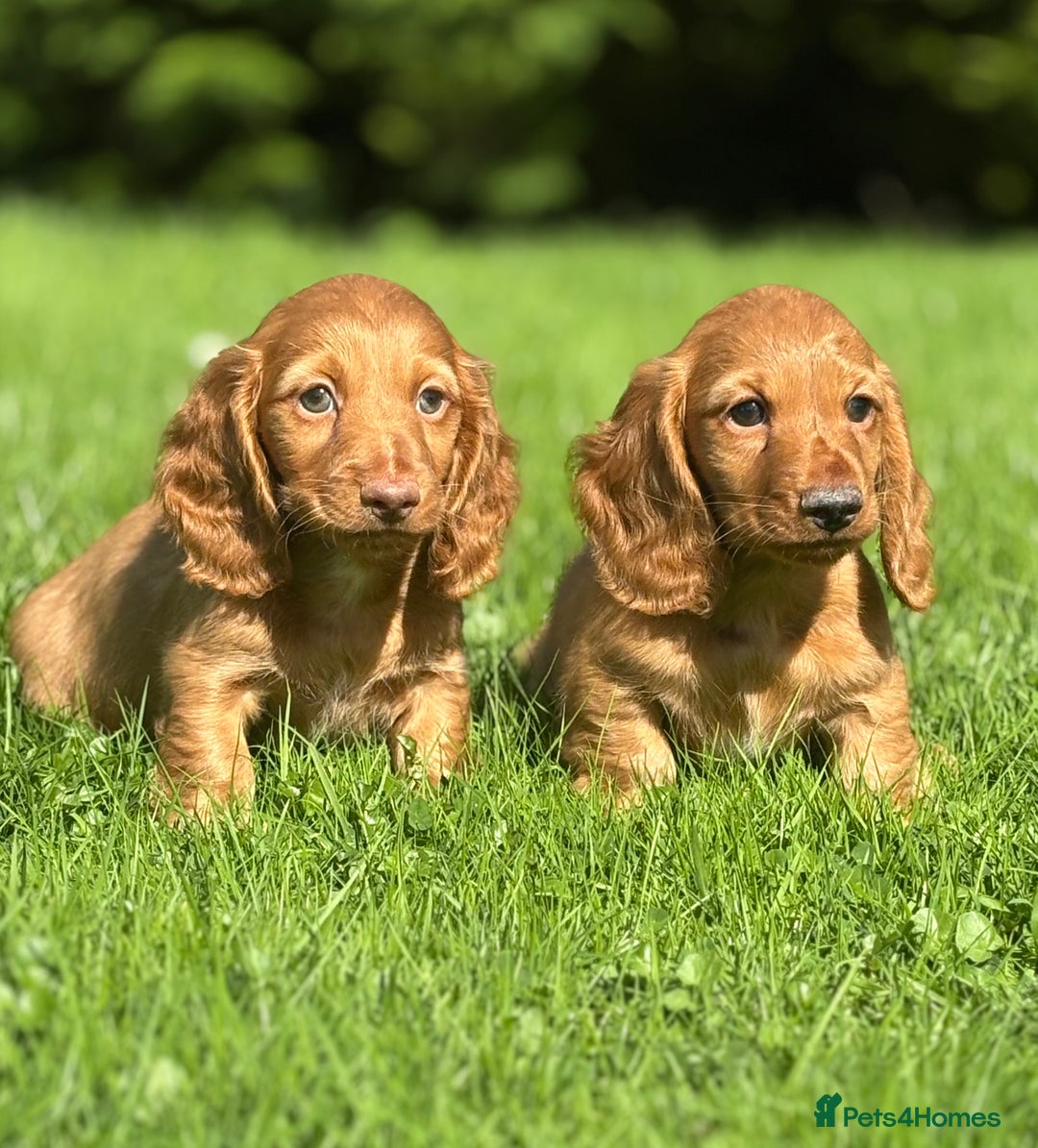 Dachshund dogs for sale: Beautiful miniature long hair dachshund - Image 12