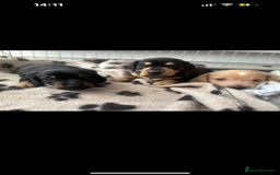 Miniature Dachshund dogs for stud: Black and cream proven gorgeous boy for stud only  - Image 9