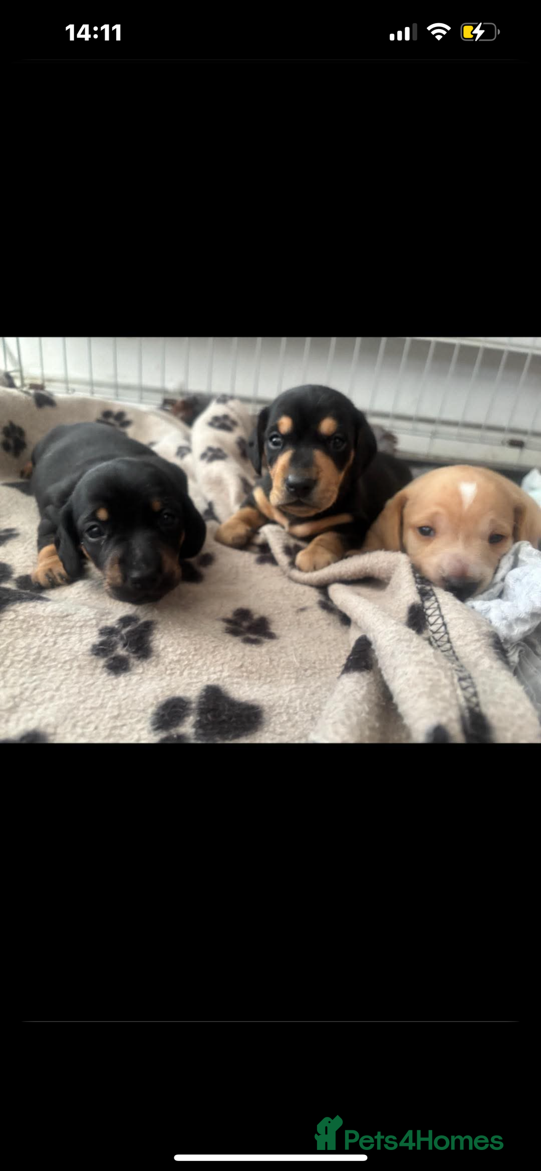 Miniature Dachshund dogs for stud: Black and cream proven gorgeous boy for stud only  - Image 9
