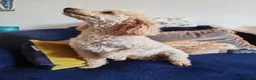 Schnoodle dogs for sale: Stunning Schnoodles - Advert 9