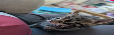 Domestic Shorthair Kitten 4