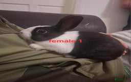 Mixed Breed rabbits for sale: 10 mixed breed rabbits  - Advert 2