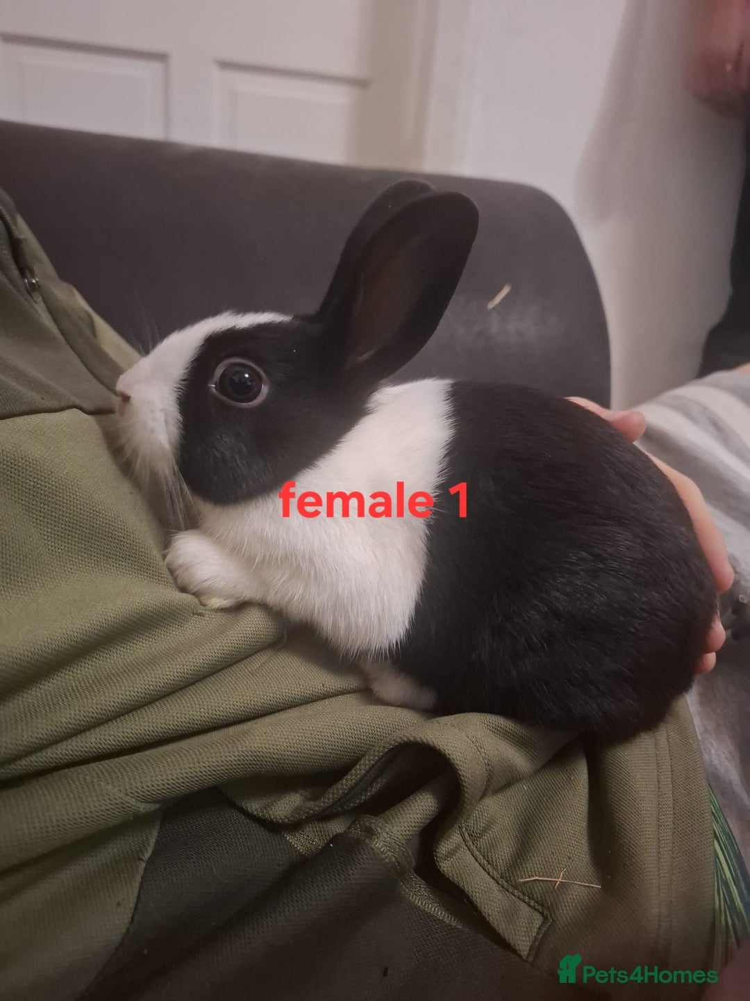 Mixed Breed rabbits for sale: 10 mixed breed rabbits  - Advert 2