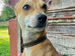 Miniature Pinscher dogs - Advert 3