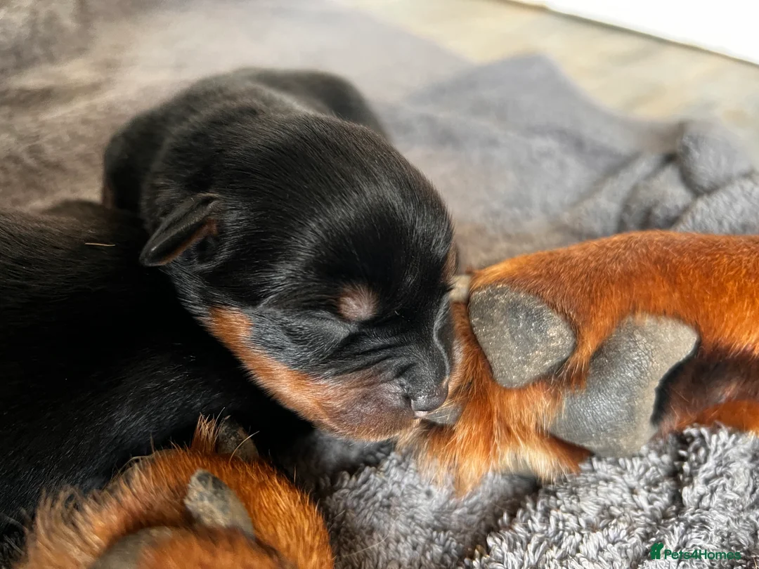 Rottweiler dogs for sale: Rottweiler pups ready to reserve.  - Advert 8