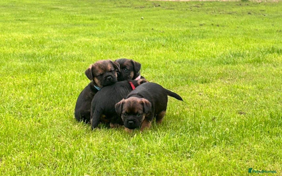 Border Terrier dogs for sale: Border terrier  - Image 7