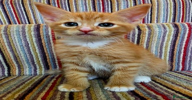 Mixed Breed cats - Advert 5