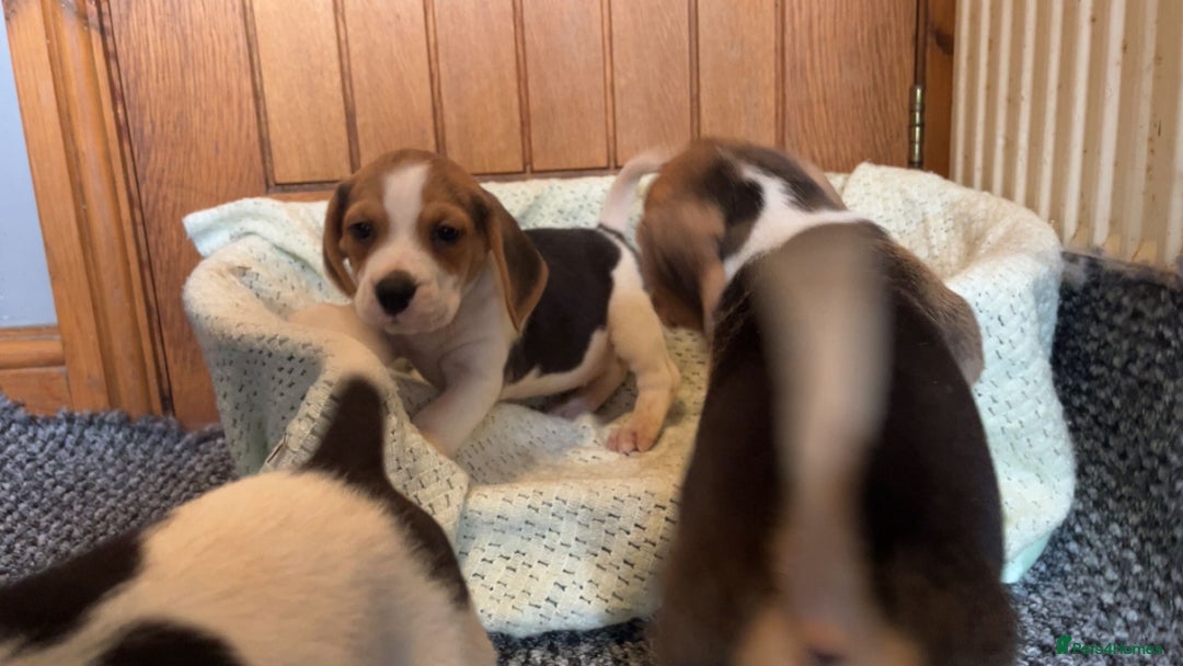 Beagle dogs for sale: Beagle puppies  - Image 3