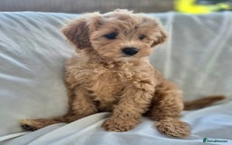Cavapoochon dogs for sale: F1b MOYEN MERLE CAVAPOOCHON PUPS - Image 15