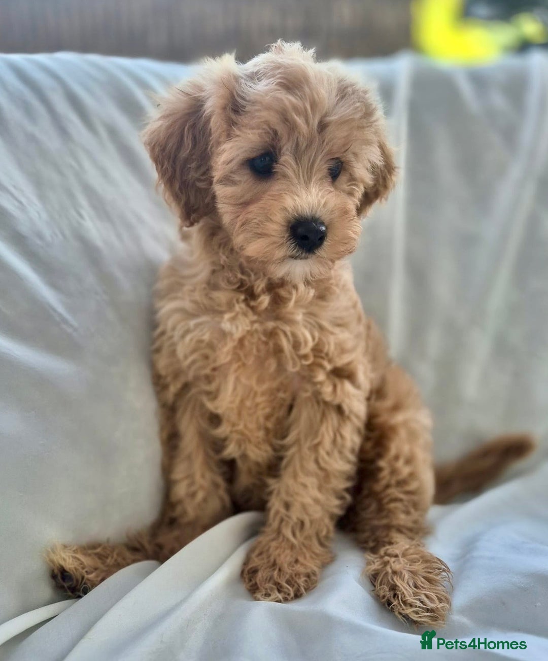 Cavapoochon dogs for sale: F1b MOYEN MERLE CAVAPOOCHON PUPS - Image 15