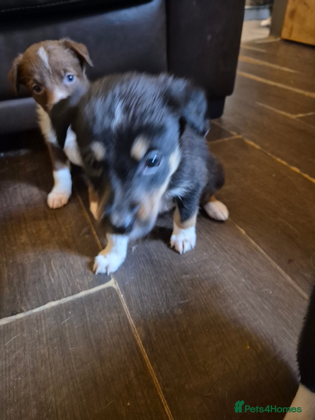 Border Collie dogs for sale: Border collie puppies ready 15th december - Advert 7