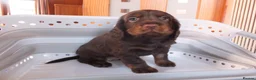 Cocker Spaniel dogs for sale: Working Cocker Spaniels - Advert 11