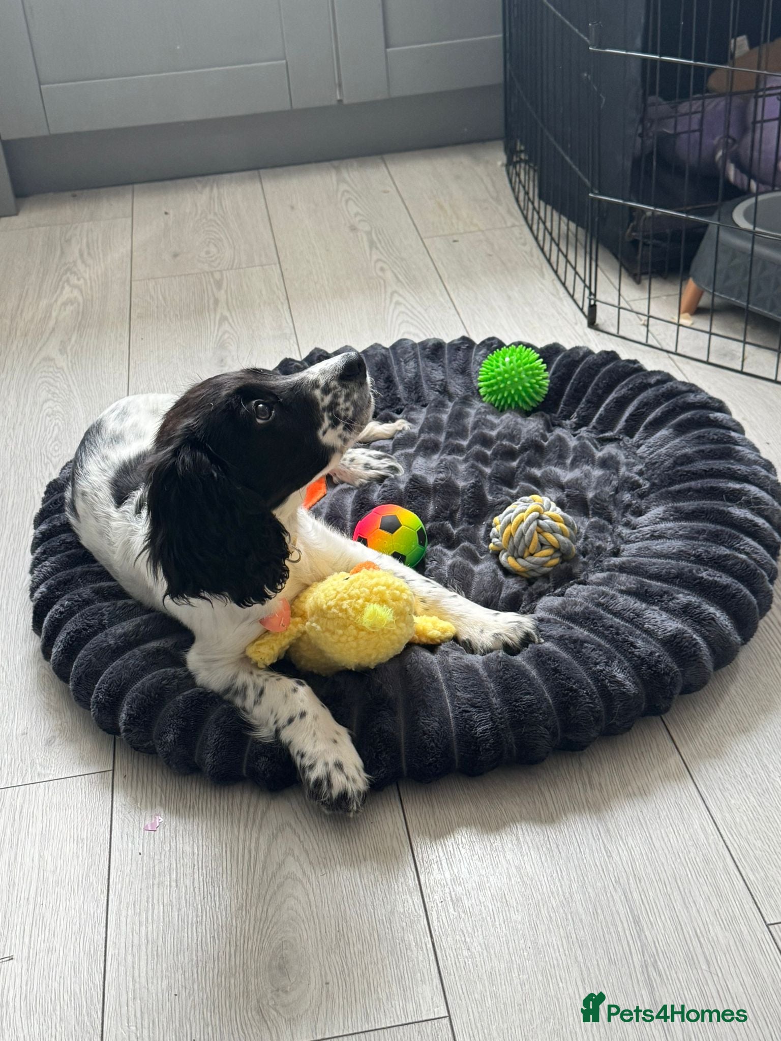 Sprocker dogs for sale: Sprocker puppy - Advert 2