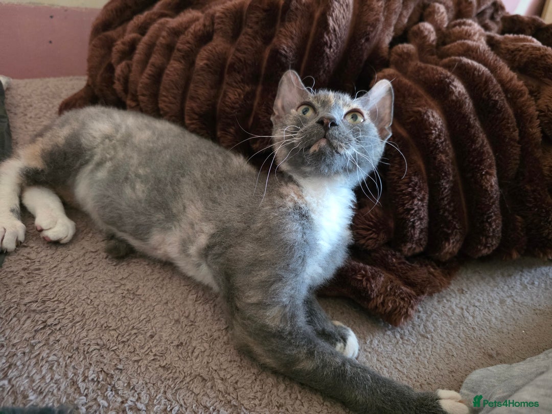 Mixed Breed cats for sale: Beautiful Female Kitten Looking for a Loving Home - Advert 3