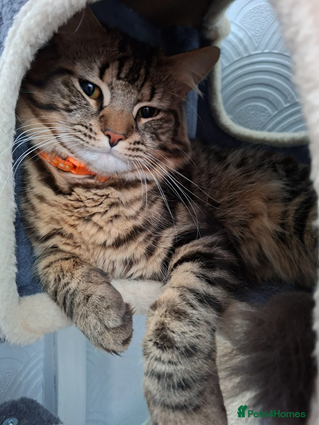 Mixed Breed cats for sale: Ragdoll mix kittens for sale  in Rotherham - Advert 2