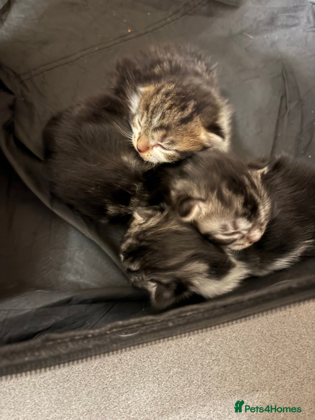 Scottish Fold cats for sale: Scottish fold/mixed - Advert 1