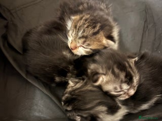 Scottish Fold cats Scottish fold/mixed - Advert 15