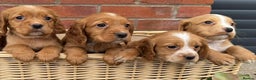 Cocker Spaniel dogs for sale: KC Reg & Health Tested Working Cocker Spaniels - Advert 5