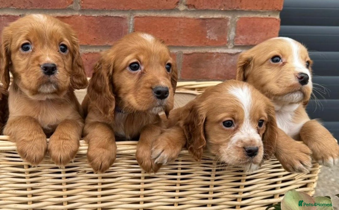 Cocker Spaniel dogs for sale: KC Reg & Health Tested Working Cocker Spaniels - Advert 5