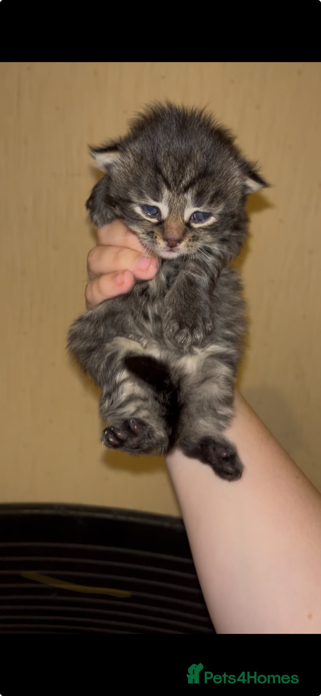 Mixed Breed cats for sale: 3 beautiful grey tabby kittens.  in Workington - Image 3