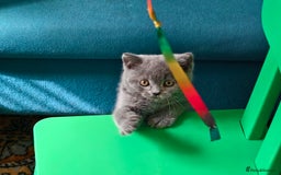 Scottish Fold cats for sale: 4 lovely kittens looking for new family  - Image 17