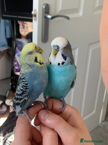 Budgerigars birds - Advert 17