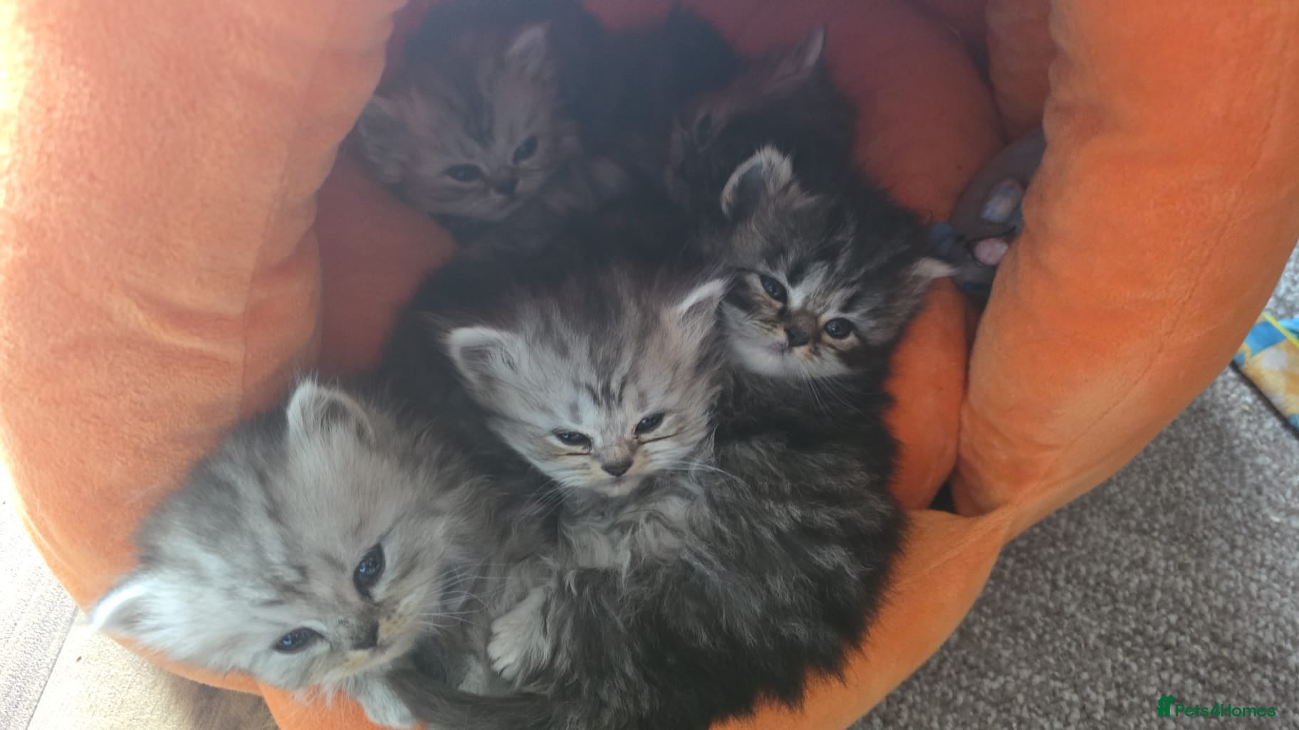 Persian cats Beautiful Persian chinchilla kittens 5 wks - Advert 8