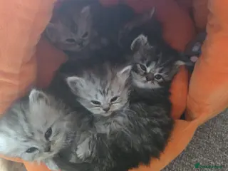 Persian cats Beautiful Persian chinchilla kittens 5 wks - Advert 8