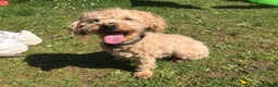 Mixed Breed dogs for stud: Apricot Maltipoo for stud in Broadstone - Advert 3
