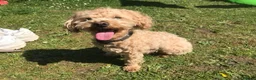 Mixed Breed dogs for stud: Apricot Maltipoo for stud in Broadstone - Advert 3
