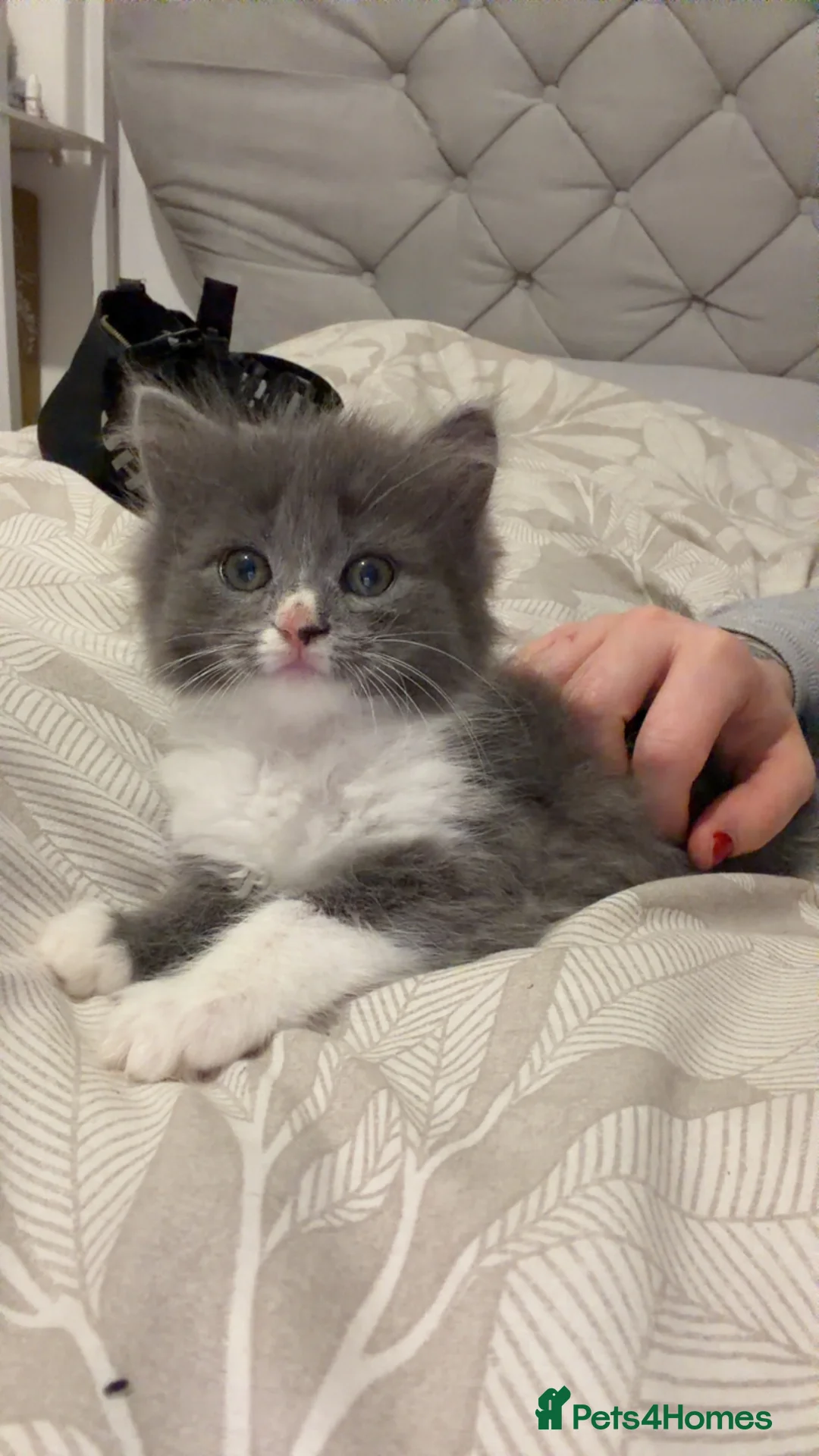 Mixed Breed cats for sale: Persian blue Russian & Tabby - Advert 4