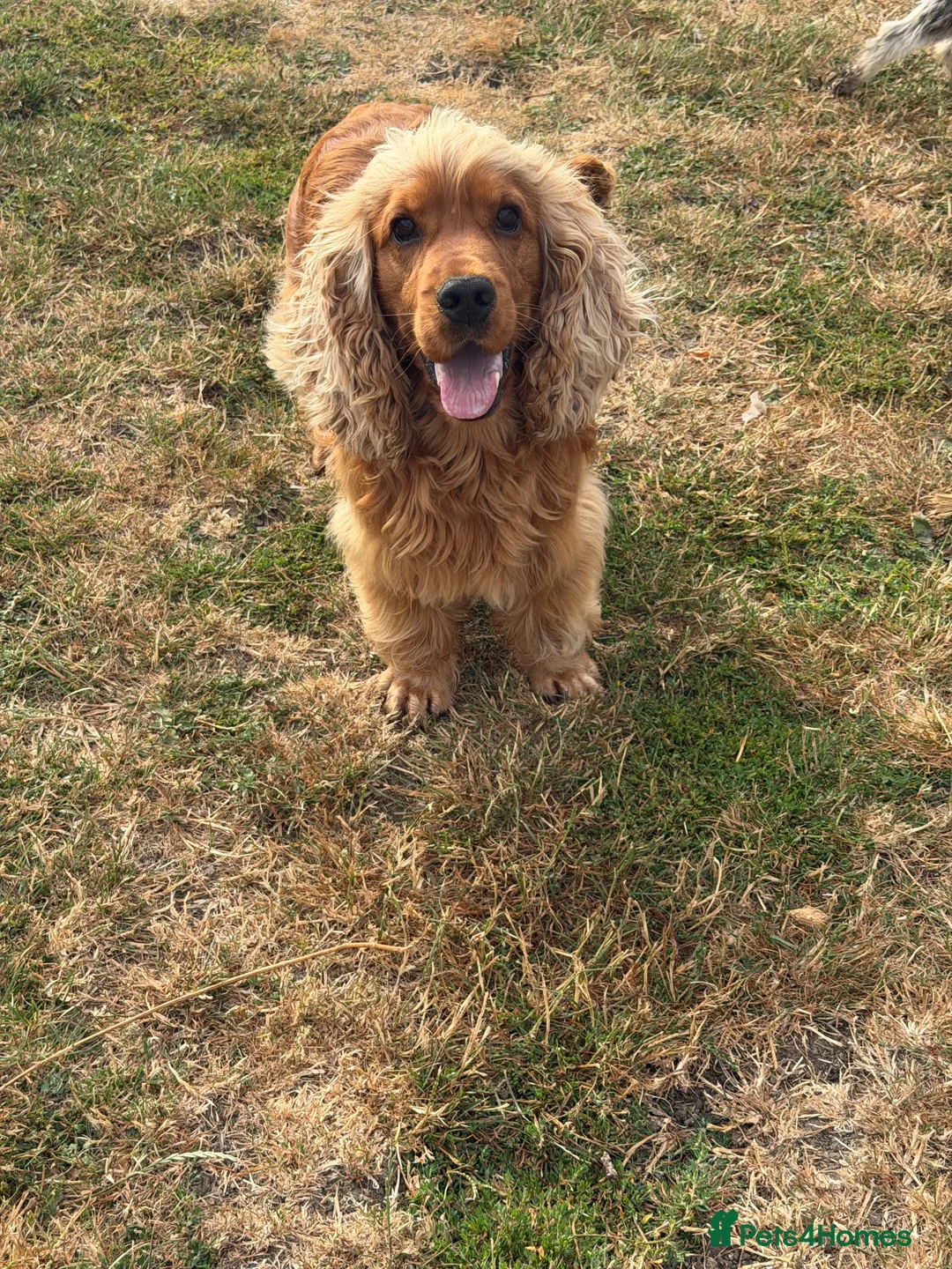 Cocker Spaniel dogs for stud: Nelson show cocker STUD  - Advert 2
