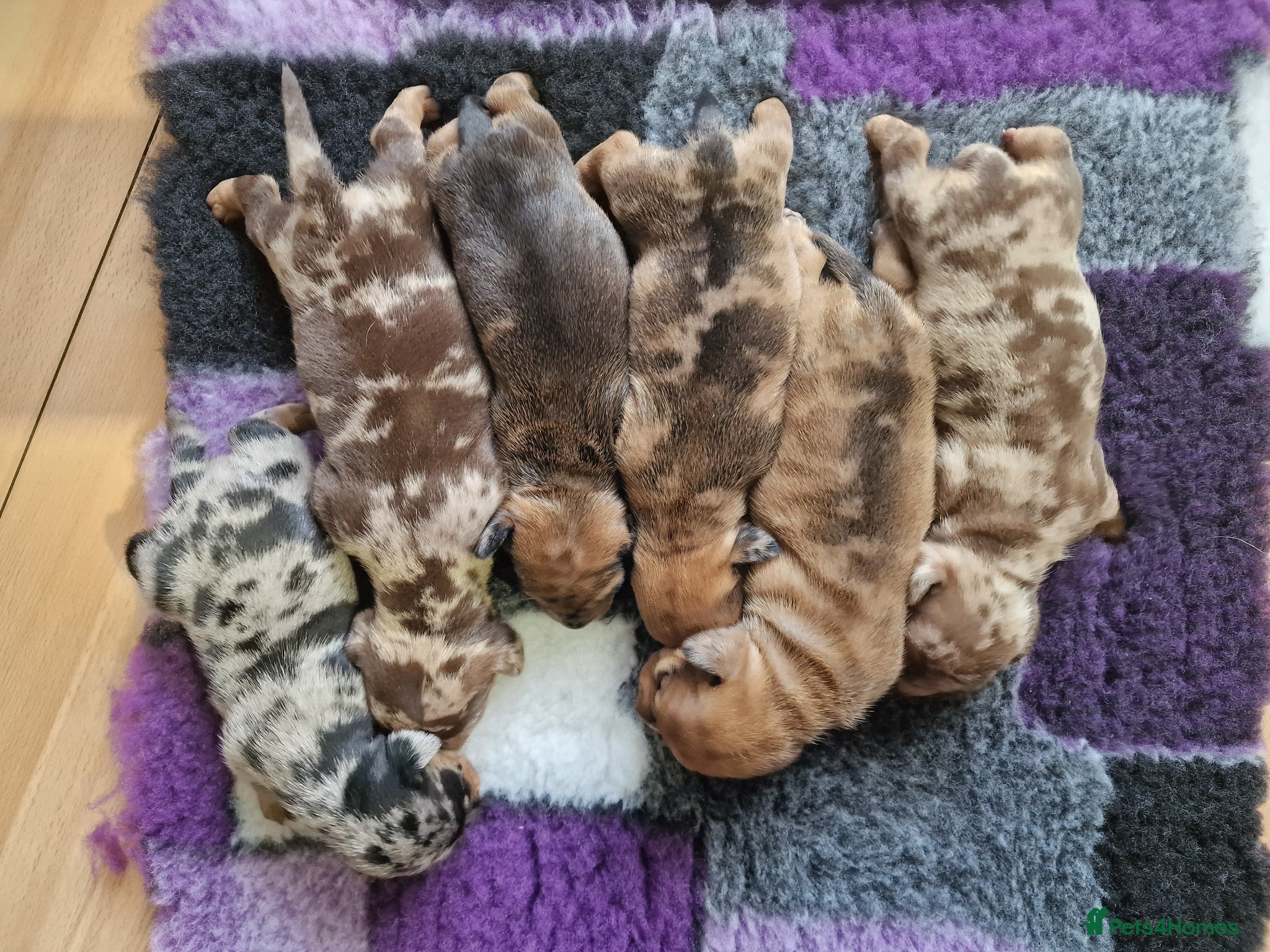 Mixed Breed dogs for sale: French Bulldog x Miniature Dachshund Puppies - Advert 3