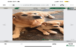 Goldador dogs for sale: Goldador - Image 8