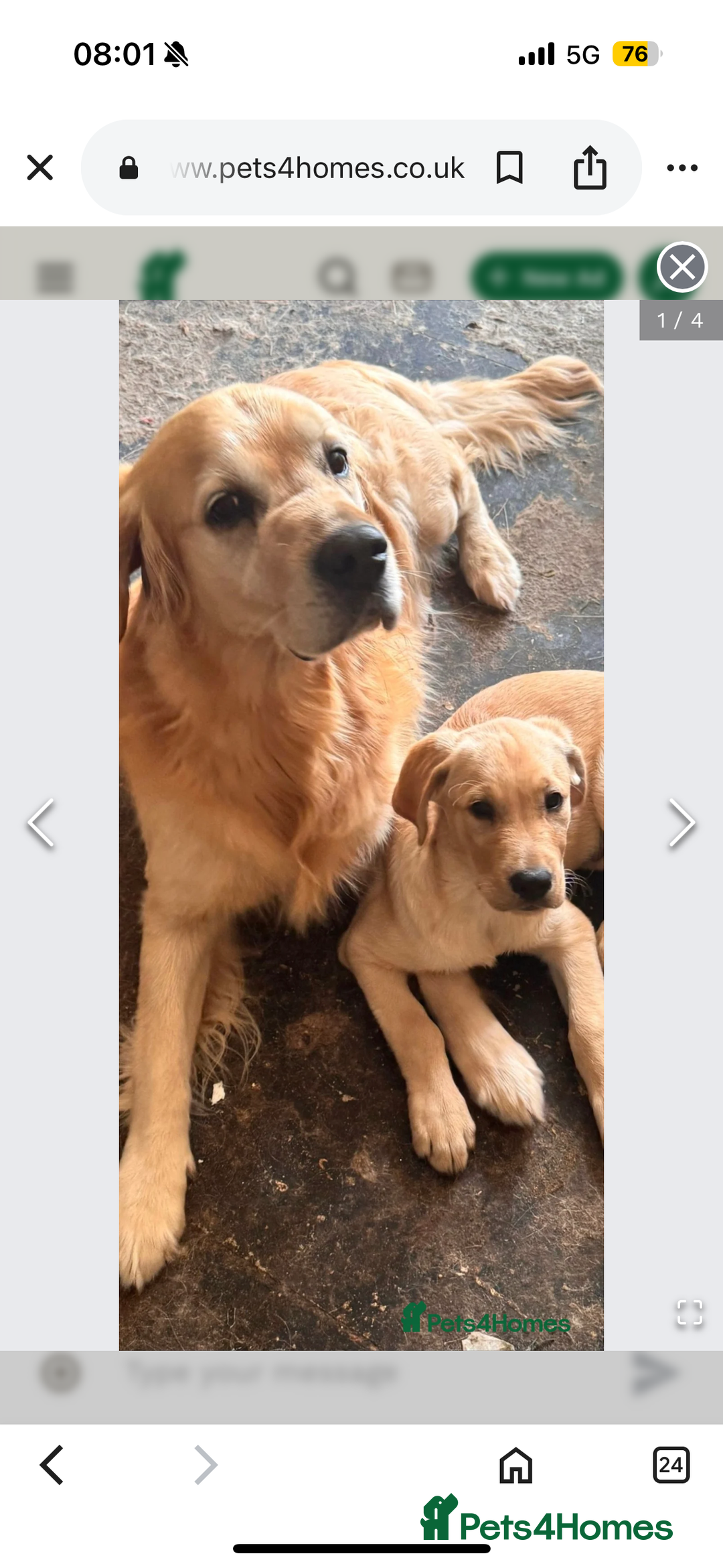 Goldador dogs for sale: Goldador - Image 8