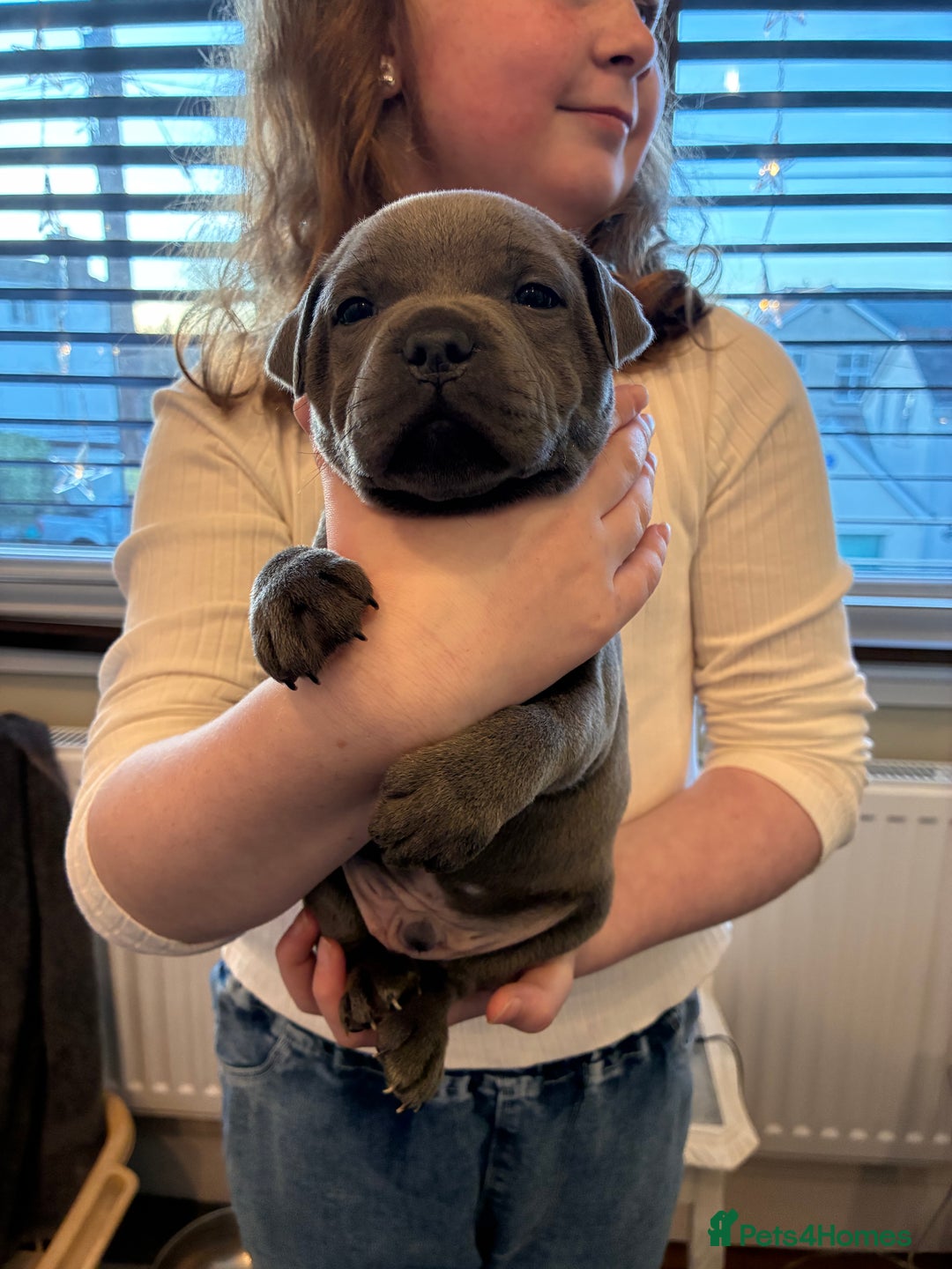 Staffordshire Bull Terrier dogs for sale: Pedigree Blue Staffordshire pups - Advert 8