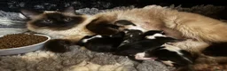 Ragcoon cats for sale: Big Fluffy mixed breed kittens !  - Advert 7