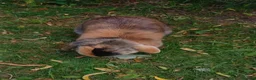 English Lop rabbits for sale: English Lop (male), mixed friendly bunny for sale. - Advert 6